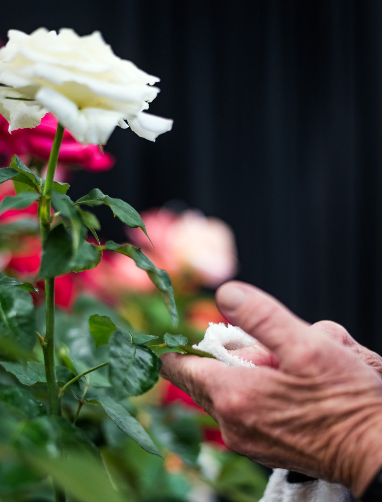 Rose Show